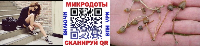 Галлюциногенные грибы Psilocybine cubensis Онега